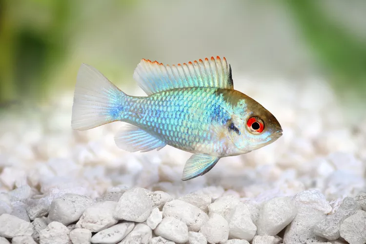 German Blue Ram